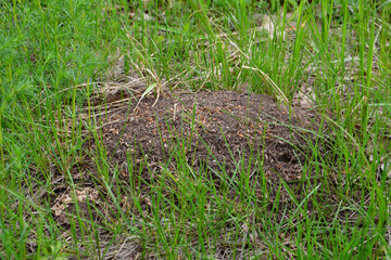 anthill isolated among green grass, close-up
