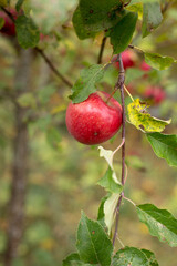 Autumn harvest of juicy and healthy apples