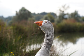 animals at the farm