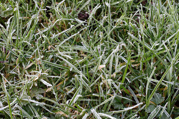 Le gel sur de l'herbe dans un jardin en hiver 
