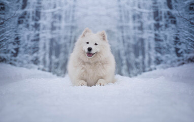 Samoyed female. Winter portrait. A dog lying in a snowy landscape.