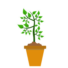 Phases plant growing. Planting tree infographic. Evolution concept. 