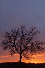 Naklejka na ściany i meble Tree silhouette at sunset