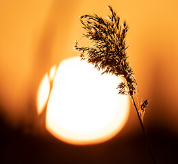sunset in the marsh
