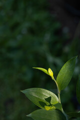 Lily bud in sunlight