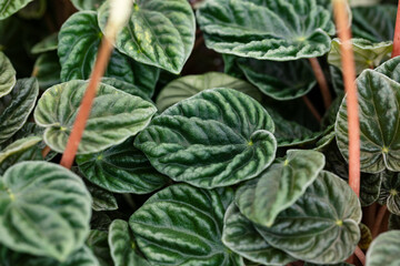 Peperomia caperata “Lilian”. Peperomia, or pepper plant, is a plant from the pepper family. It is a popular houseplant worldwide.