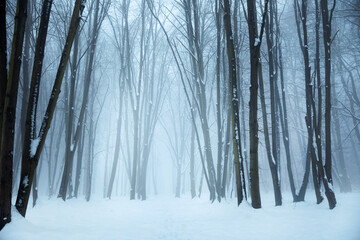 zimowy poranek w lesie we mgle © meegi