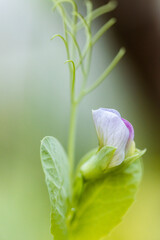 Macro sugar snap pea blossom