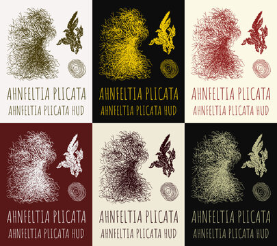 Set of vector drawings AHNFELTIA  in different colors. Hand drawn illustration. Latin name AHNFELTIA PLICATA HUD.
