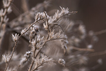 Soft focus hay Dry grass Sunset in the field. Close view of grass stems against dusty sky. Calm natural blurred background winter fall autumn Beautiful  Abstract boho style  meadow rural Great design.