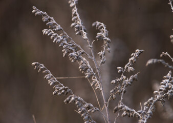 Soft focus hay Dry grass Sunset in the field. Close view of grass stems against dusty sky. Calm natural blurred background winter fall autumn Beautiful  Abstract boho style  meadow rural Great design.