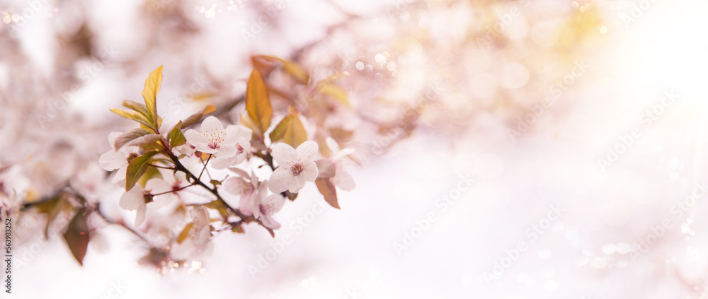 Sticker Spring tree with pink flowers. Spring border or background art with pink blossom. Beautiful nature scene with blossoming tree and sunlight.	