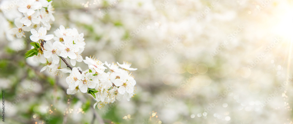 Wall mural Spring tree with white flowers. Spring border or background art with white flowers. Beautiful nature scene with blossoming tree and sunlight.	