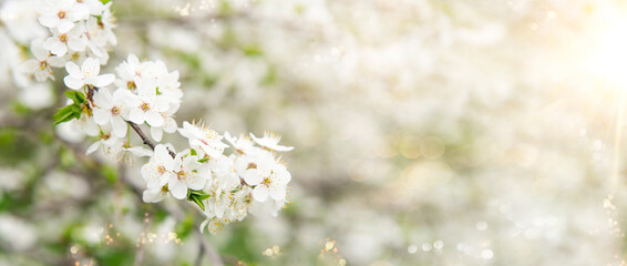 Spring tree with white flowers. Spring border or background art with white flowers. Beautiful nature scene with blossoming tree and sunlight.	