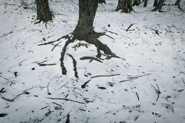 Roots of trees in snow covered forest. - 563984249