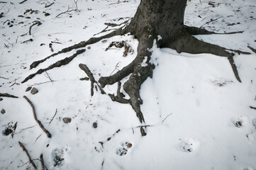 Root of tree in snow covered forest. - 563984253