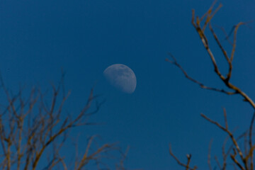 Mond mit Ästen im bleueb Himmel