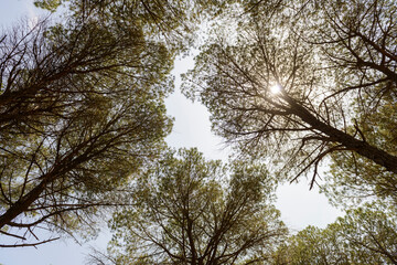 Tree tops with blue sky background.