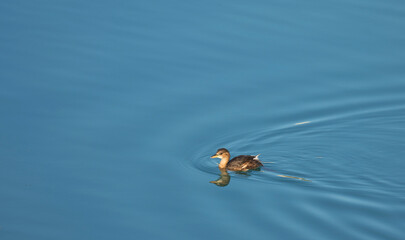 A little grebe eating a fish at river. The little grebe (Tachybaptus ruficollis), also known as dabchick, is a member of the grebe family of water birds