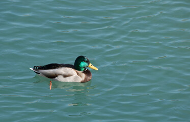 A male mallard (or wild duck) (Anas platyrhynchos) is a dabbling duck that breeds throughout the temperate and subtropical Americas, Eurasia.