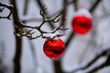 Christmas ball hanging on frosted twigs of a garden tree in Sauerland Germany. Colorful red and glistening shiny ball focused with blurred background. Seasons greetings postcard on winter holidays.