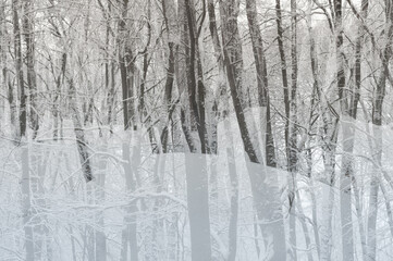Double exposure of winter forest. Abstract monochrome background. - 563986263