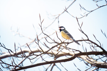 Kohlmeise auf Ast sitzend