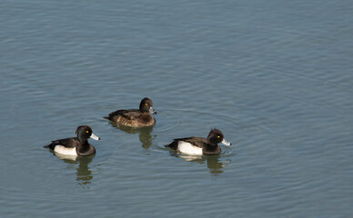 A female and two male tufted ducks (Aythya fuligula) swimming in water