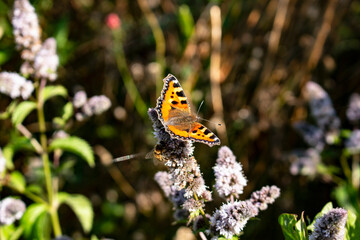 butterfly on a flower