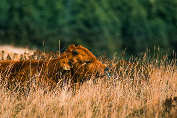 Vache semnoz - veau