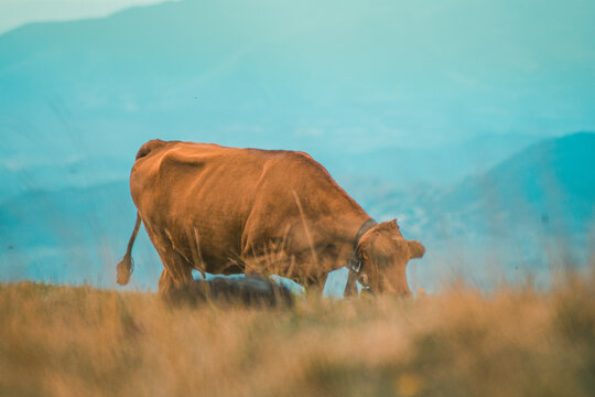 Vache semnoz