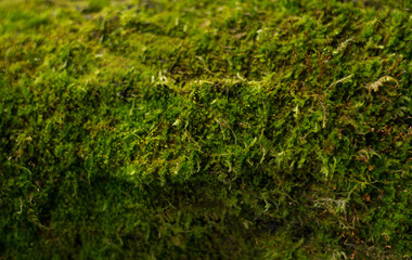 fresh green moss textured close up