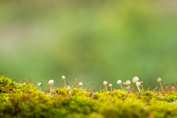 Small mushrooms on the moss at summer
