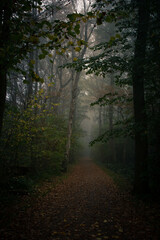 Fototapeta premium Waldweg im Nebel