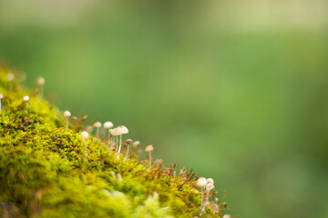 Small mushrooms on the moss at summer