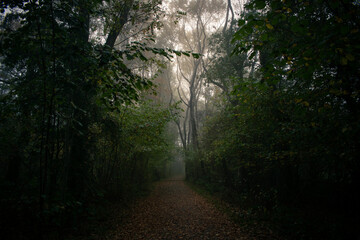 Obraz premium Waldweg im Nebel