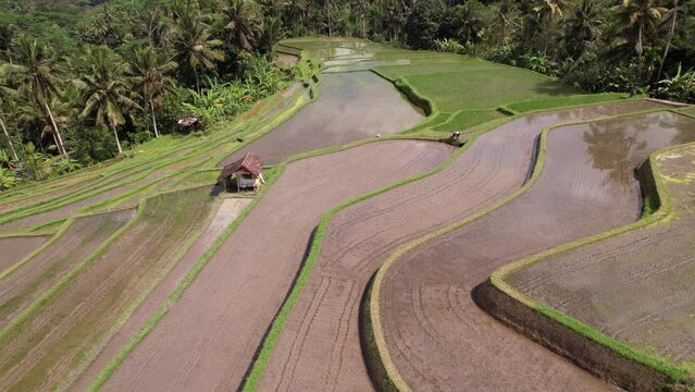 Rice terraces with recently planted seedlings, unidentified farmer work with border. Aerial shot, camera fly low and slow along cultivated slope. Characteristic landscapes of central Bali Island