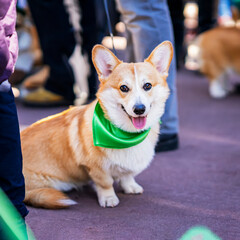 Portrait of cute Welsh Corgi in green scarf next to owner at parade of St Patricks