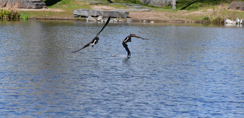 zerstrittene Kanda Gänse  © Phillip