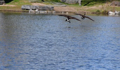 zerstrittene Kanda Gänse  © Phillip