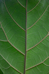 close up of green leaf