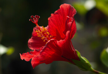 Fototapeta premium Red Hibiscus Flower Closeup