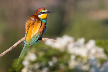 beautiful bee-eater bird on a flowering branch