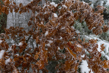 Winterlandschaft Rh&ouml;n- Impressionen aus dem Schwarzen Moor 37