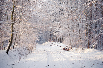 Schneebedeckter Waldweg