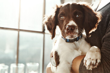 Closeup dog face, arms and woman in home with love, care and bonding with animal for friendship by window. Puppy pet, embrace and owner in house with hug, blurred background and sunshine in apartment