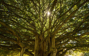 Sun shining through a banyan tree