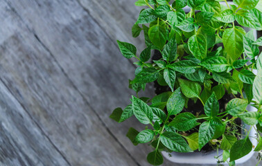 seedlings of hot and sweet peppers close-up at the stage of growth selective focus