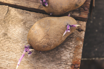 potato tubers germinated for planting in the ground for growth,
vegetable garden and growing potatoes,