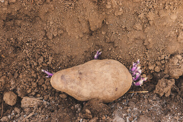 potato tubers germinated for planting in the ground for growth,
vegetable garden and growing potatoes,